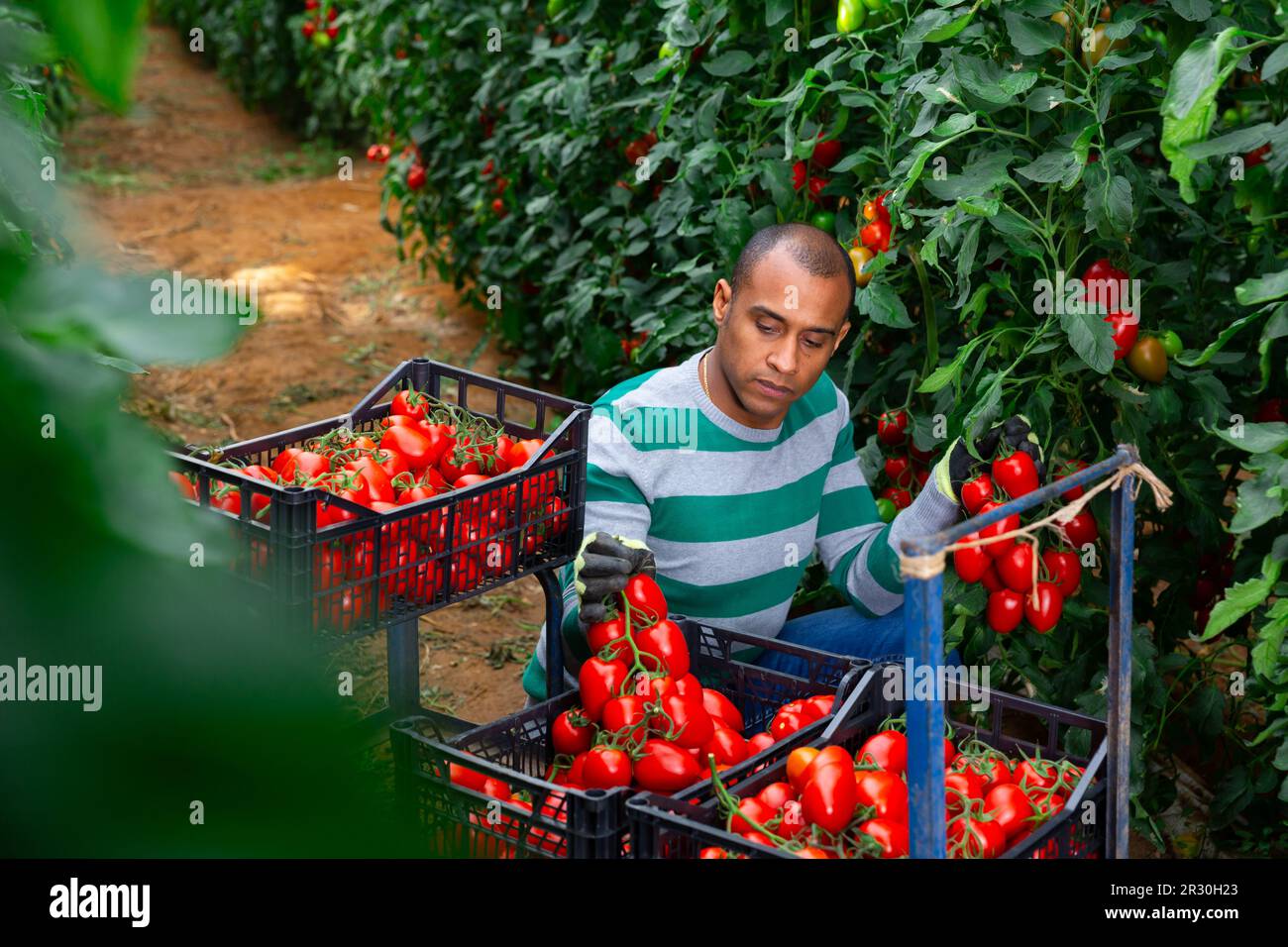 Positive indian man harvesting red tomatoes in a greenhouse Stock Photo ...