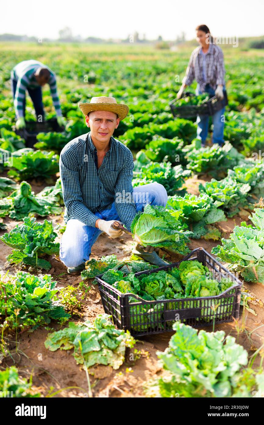 Male farmer harvesting savoy hi-res stock photography and images - Alamy