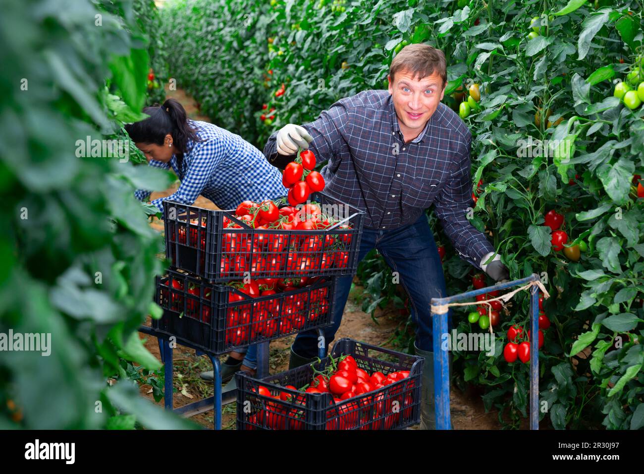 Positive man harvesting ripe tomatoes in a greenhouse Stock Photo - Alamy