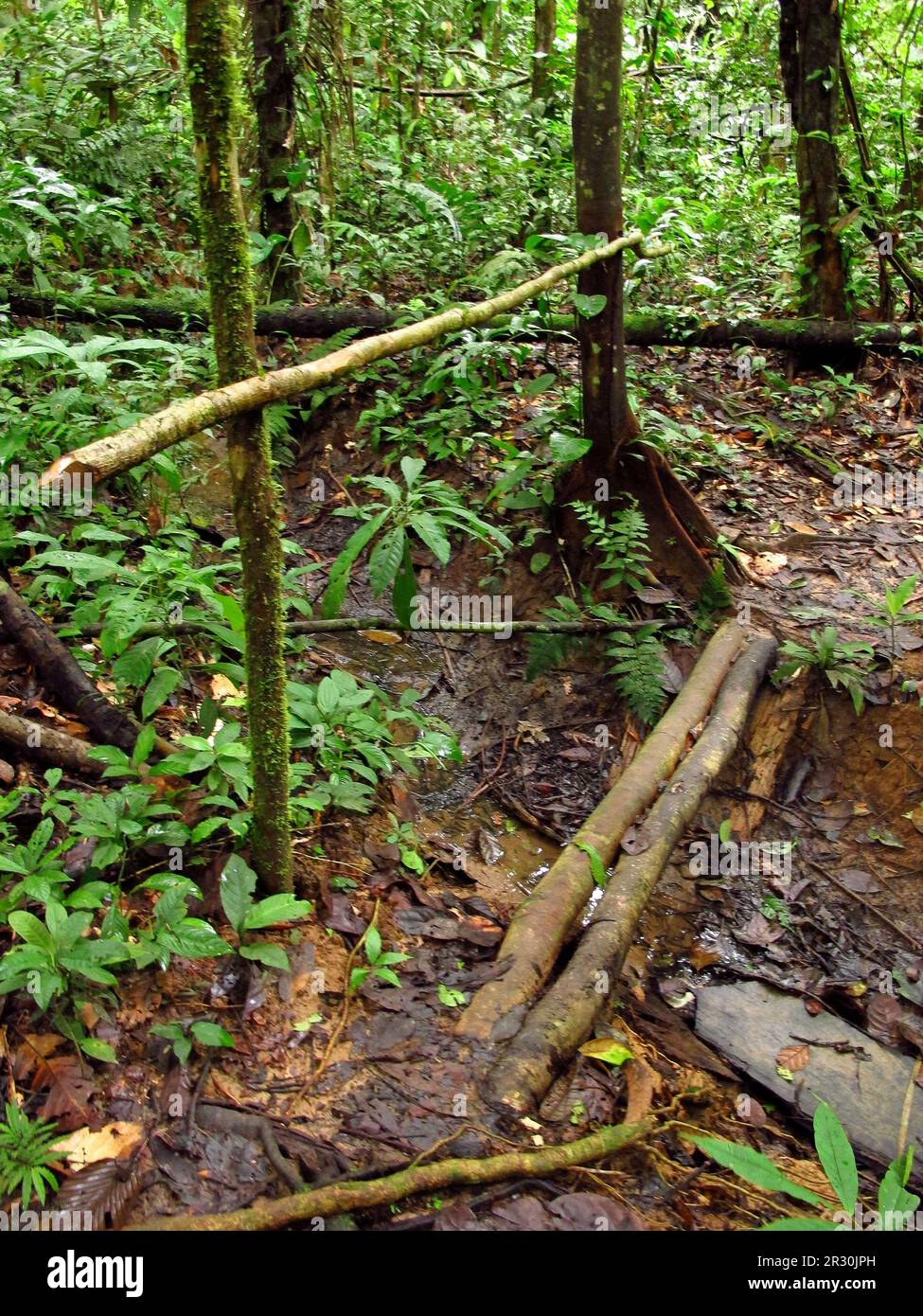 Jungle on Amazon river in Peru in South America Stock Photo - Alamy