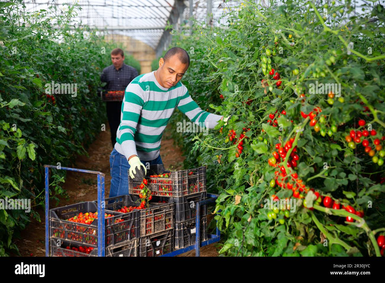 Positive indian man harvesting red tomatoes in a greenhouse Stock Photo ...