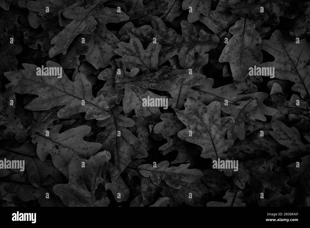 Dark leaves oak tree Black and White Stock Photos & Images - Alamy