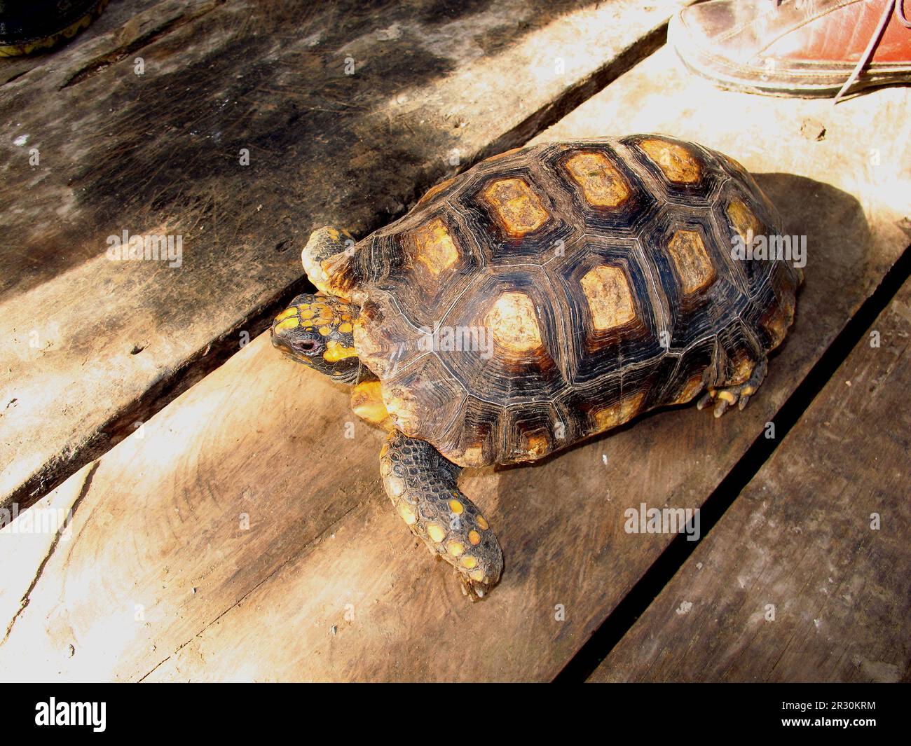 Turtle on Amazon river in Peru Stock Photo