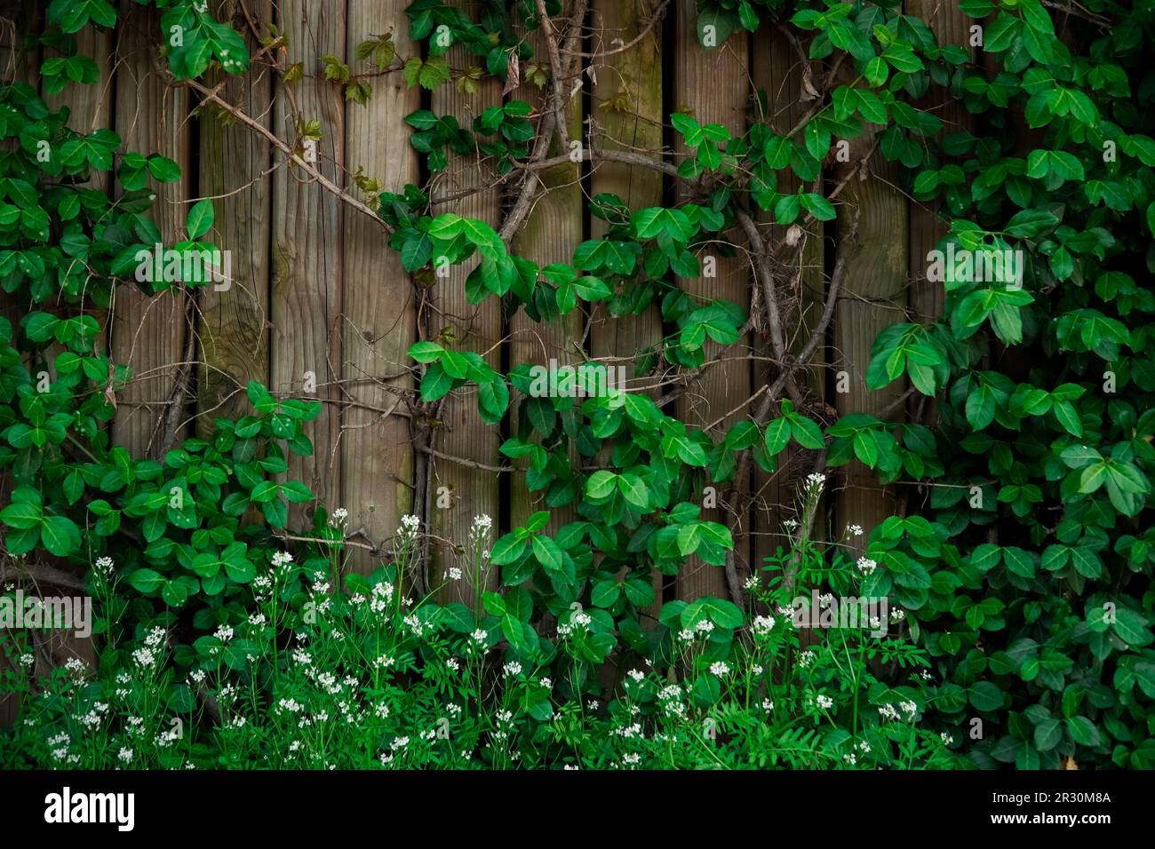 Vines on wooden fence hi-res stock photography and images - Alamy