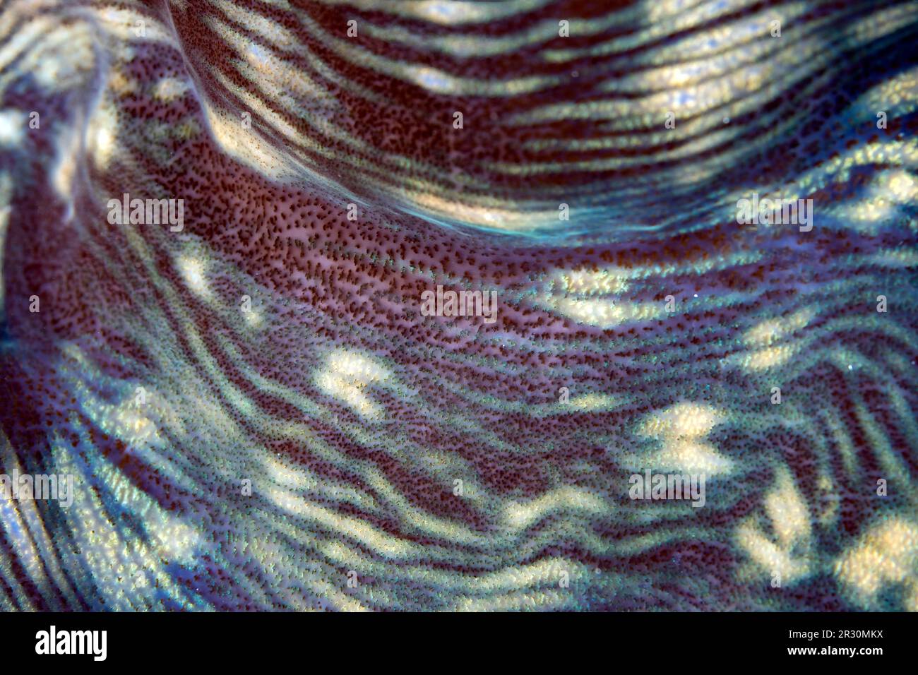 Closeup of an Abstract Pattern of a Giant Clam Shell Stock Photo