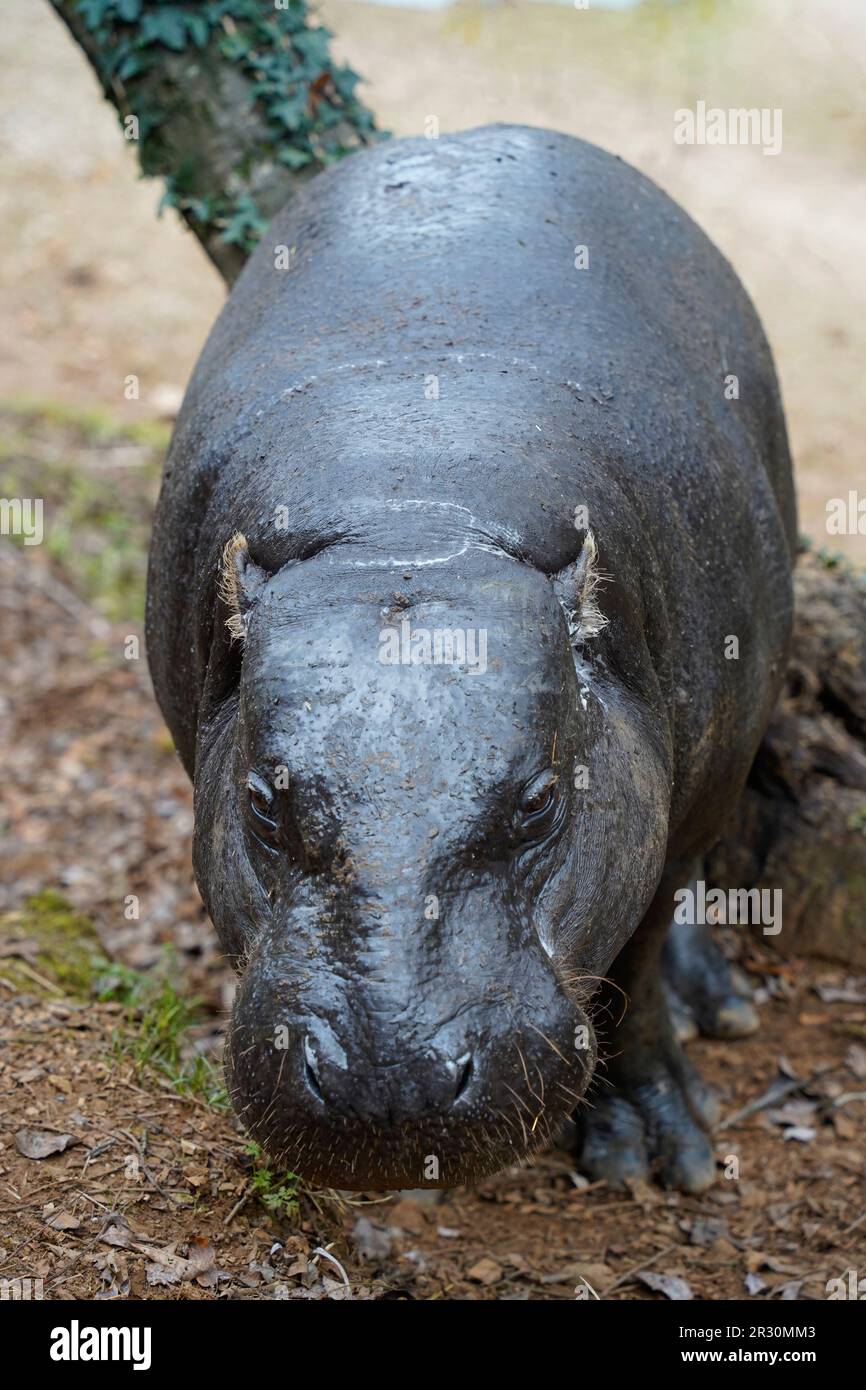 Vertical Portrait of a Pygmy Hippopotamus (Hexaprotodon liberiensis) Stock Photo