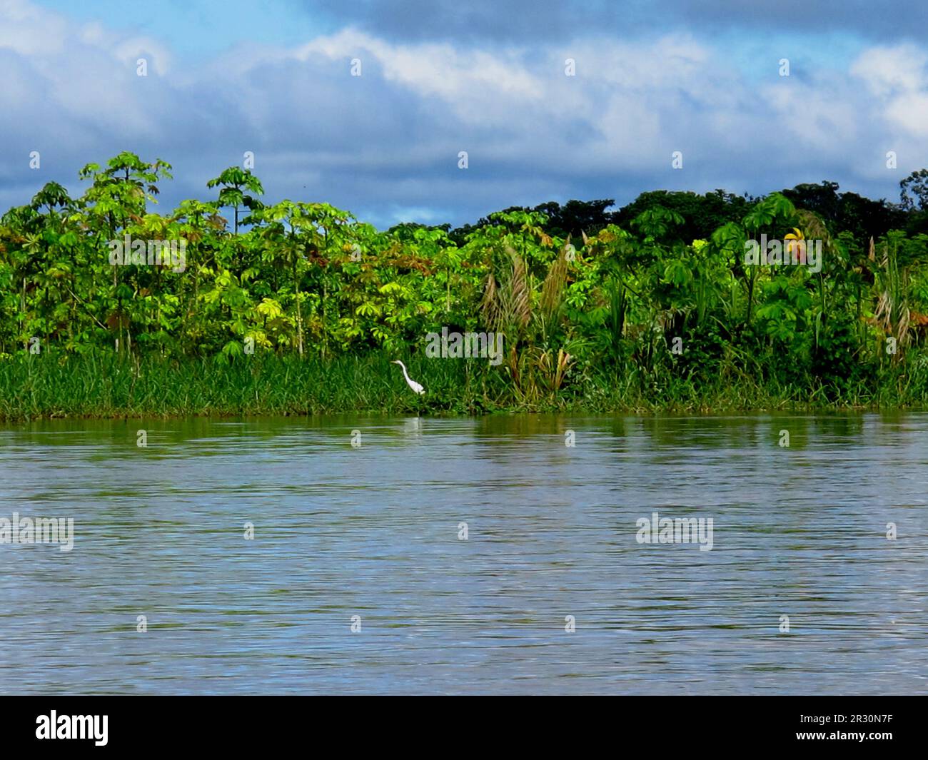 Peru Rivier The Amazon river, Peru in South America Stock Photo - Alamy