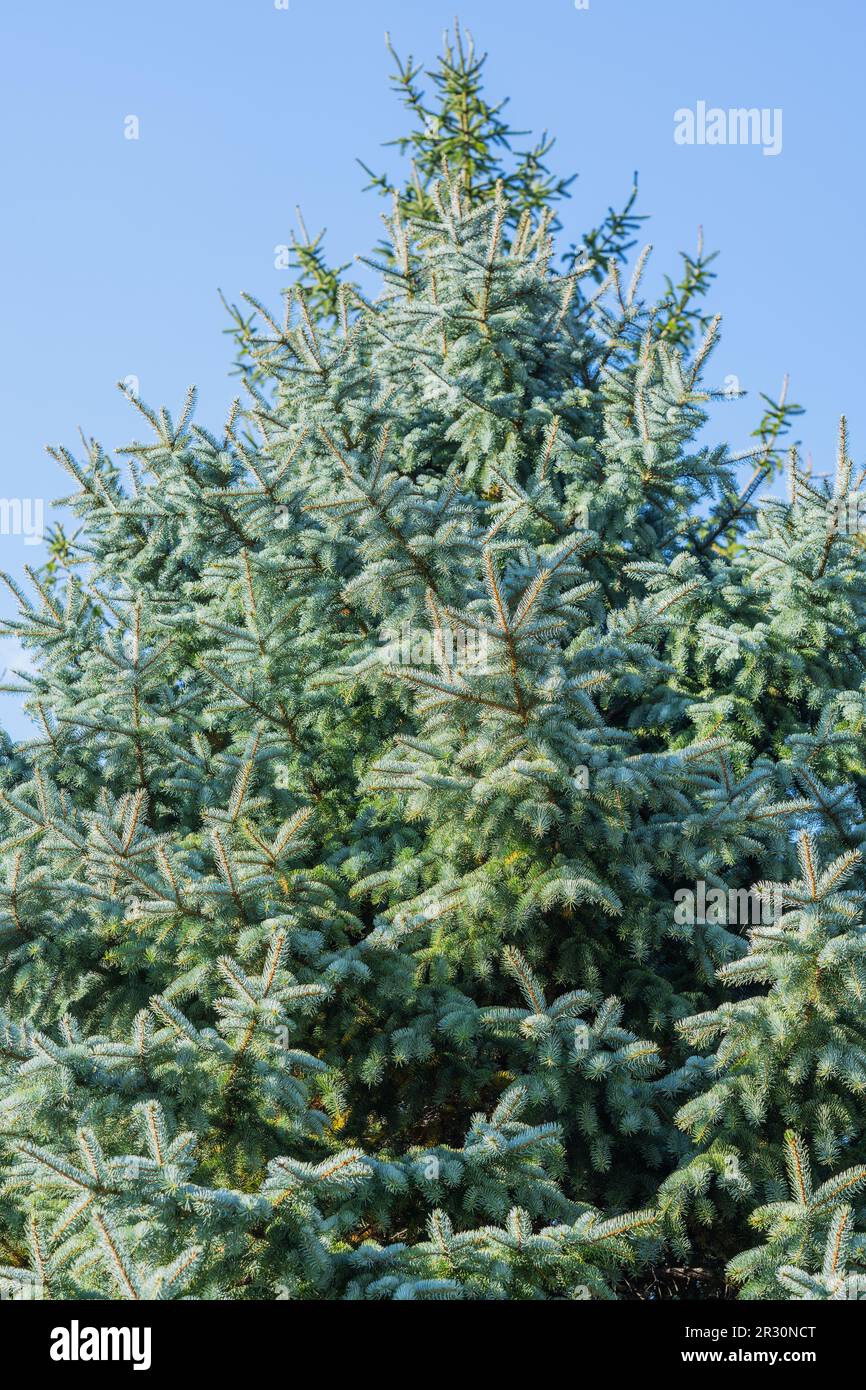 Blue spruce at summer. Shallow depth of field. Stock Photo