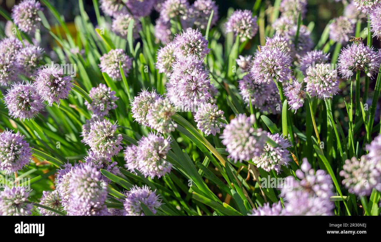 Blooming flowers of onion. Shallow depth of field. Stock Photo