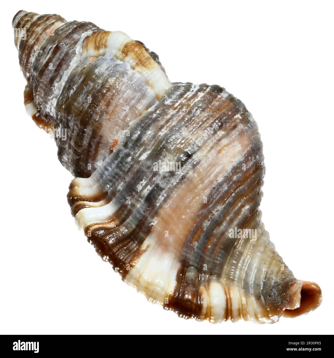 Hairy Triton shell (Monoplex pilearis) Stock Photo