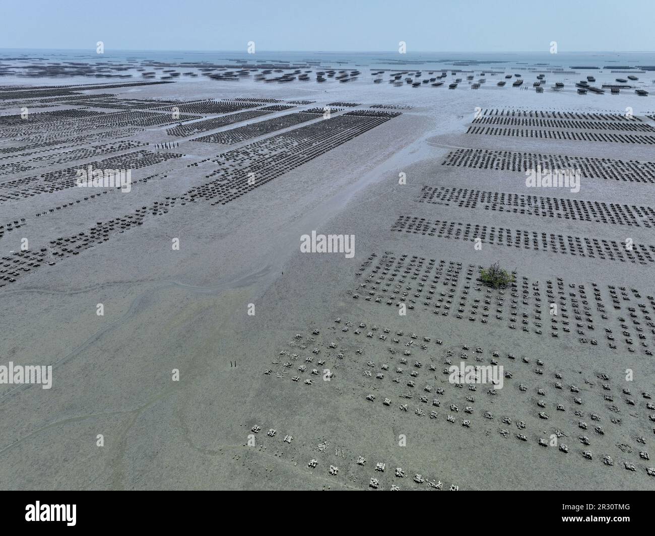 Aerial view of Oyster farm. Sustainable farming. Oyster farming is an