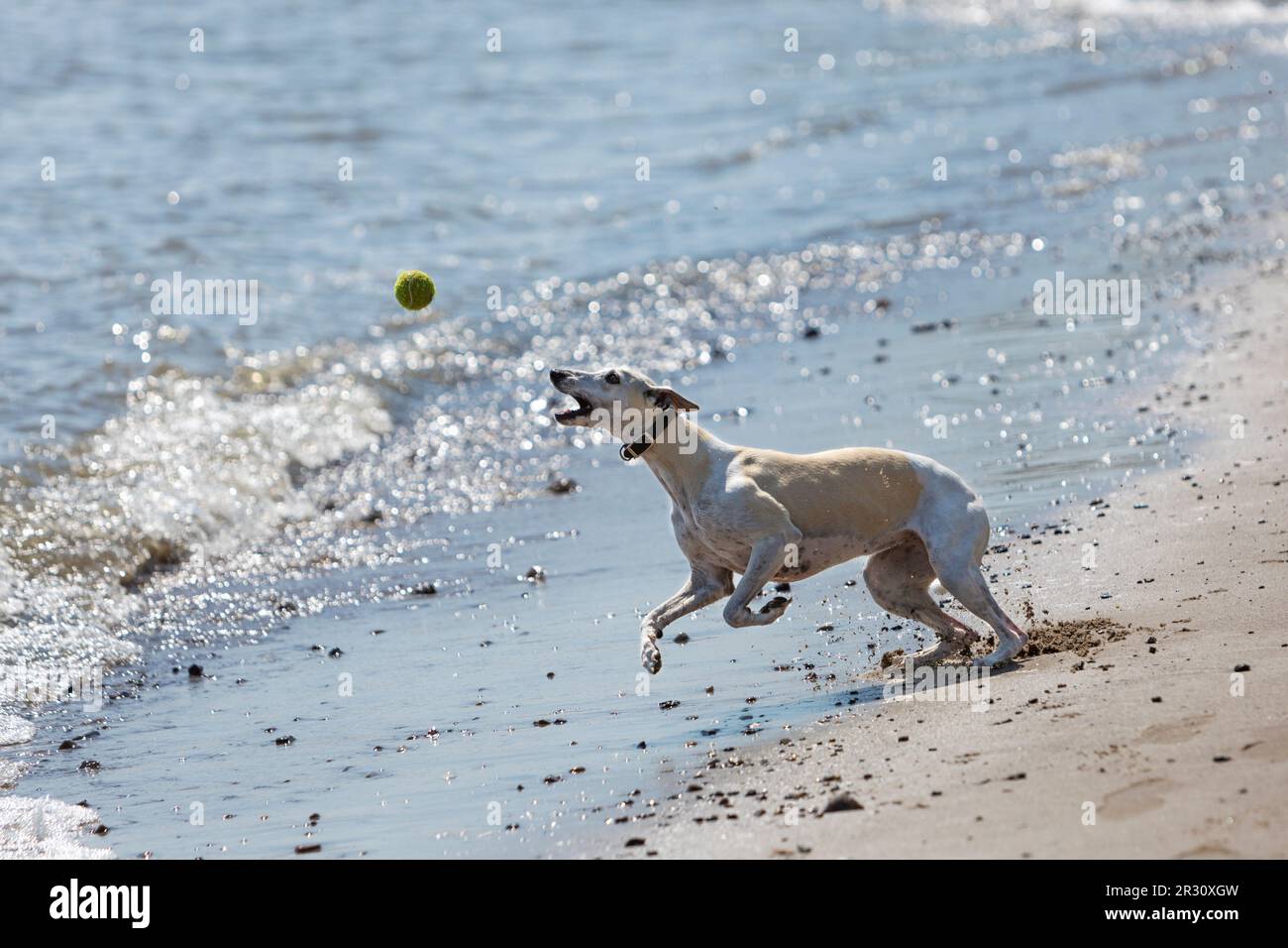 Whippet sighthound dog jumping to catch a tennisball at the beach shore Stock Photo