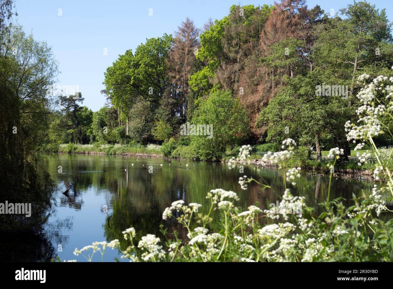 The Lake, Brueton Park, Solihull, West Midlands, England, UK Stock Photo