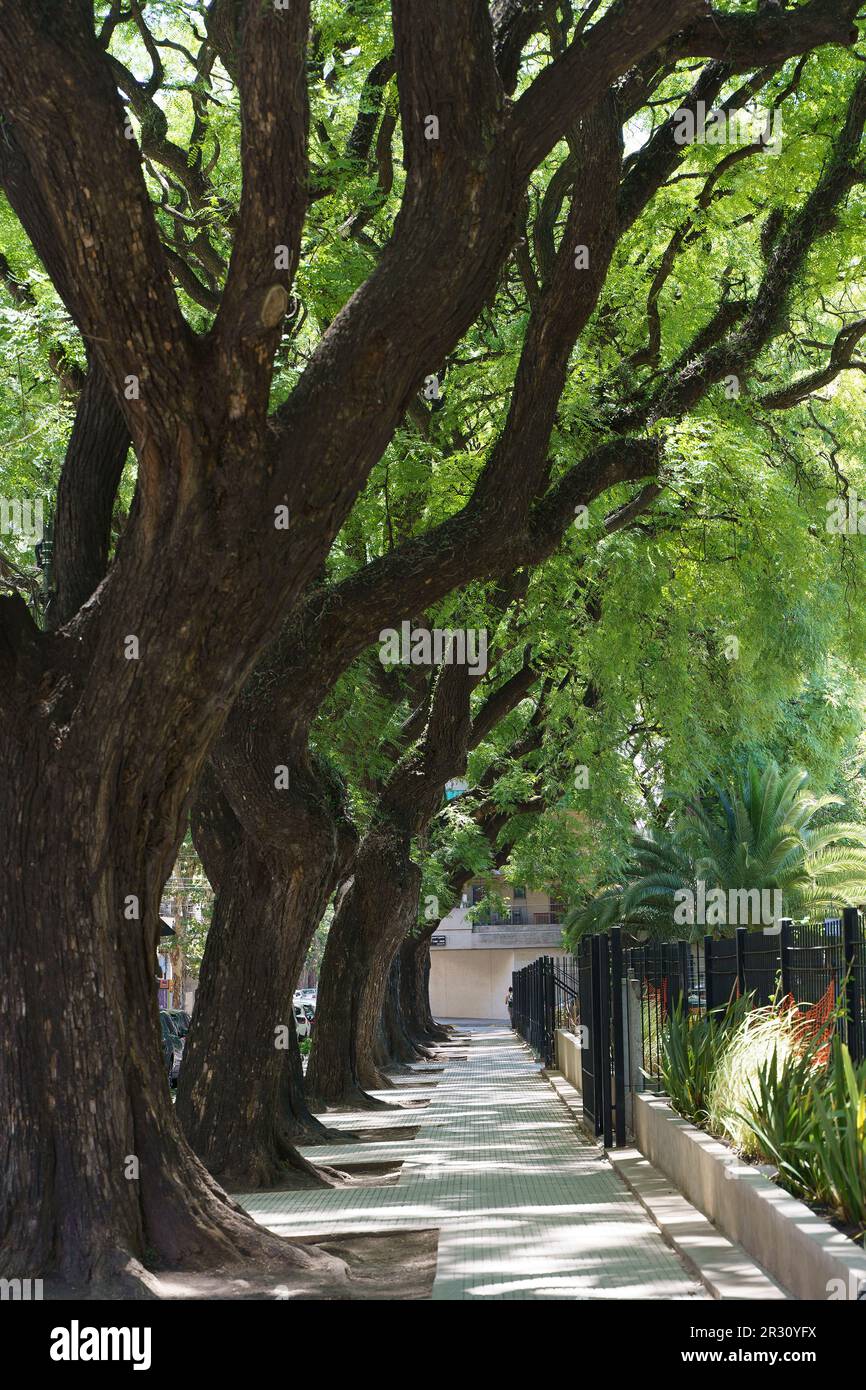 Tipuana tipu tree. Alley in the park with tropical trees. High quality photo Stock Photo