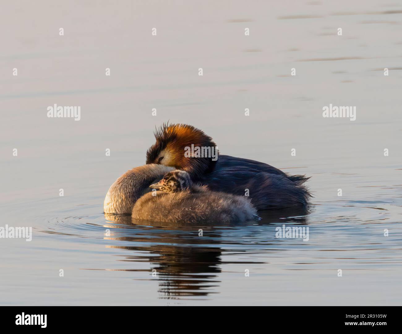 An elegant Great Crested Grebe, (Podiceps cristatus), with a single chick, sleeping whilst on a lake in Fleetwood, Blackpool, Lancashire, UK Stock Photo