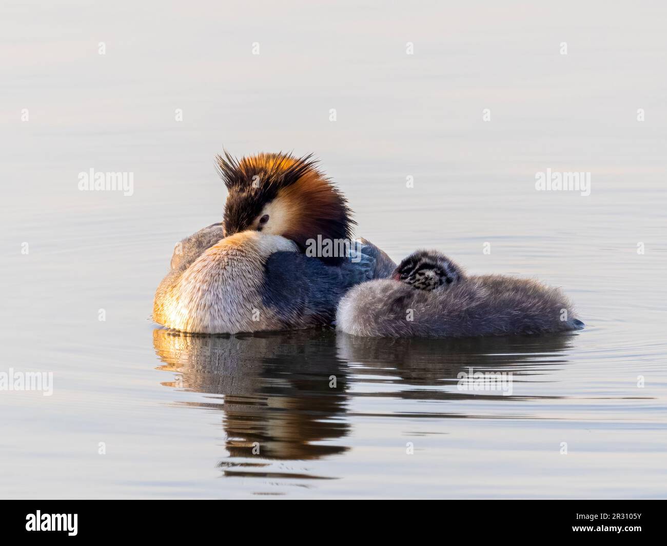 An elegant Great Crested Grebe, (Podiceps cristatus), with a single chick, sleeping whilst on a lake in Fleetwood, Blackpool, Lancashire, UK Stock Photo