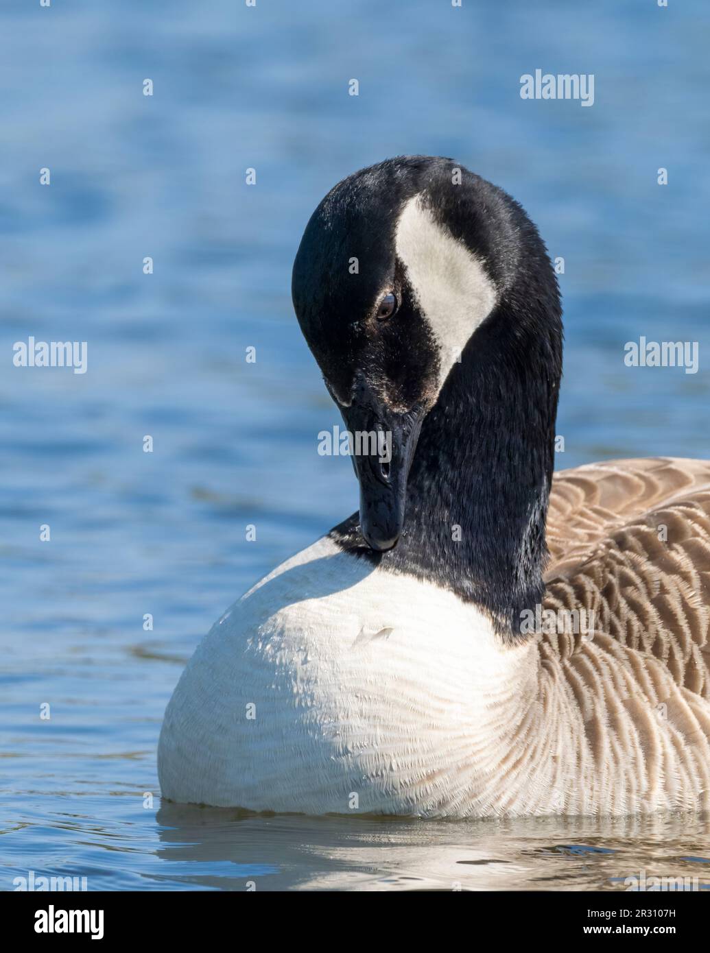 Big native goose species hi-res stock photography and images - Alamy