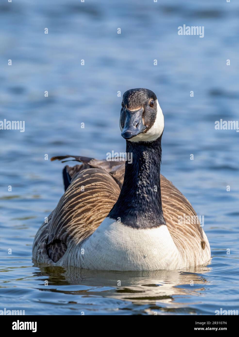 Big native goose species hi-res stock photography and images - Alamy