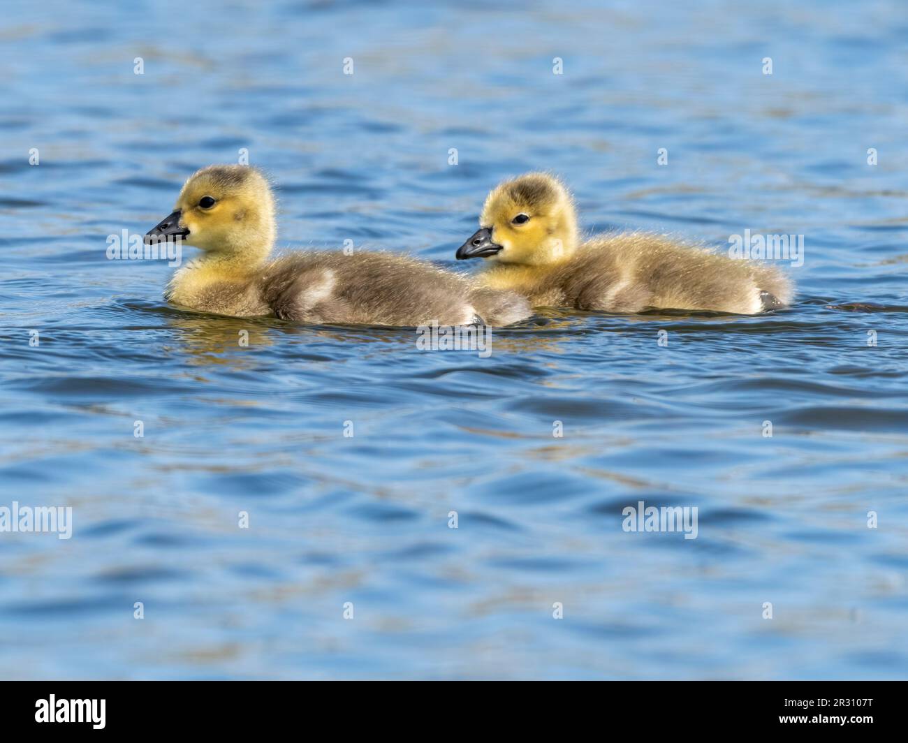 A pair of Canada Goose goslings, (Branta canadensis), on a lake in Fleetwood, Lancashire, UK Stock Photo