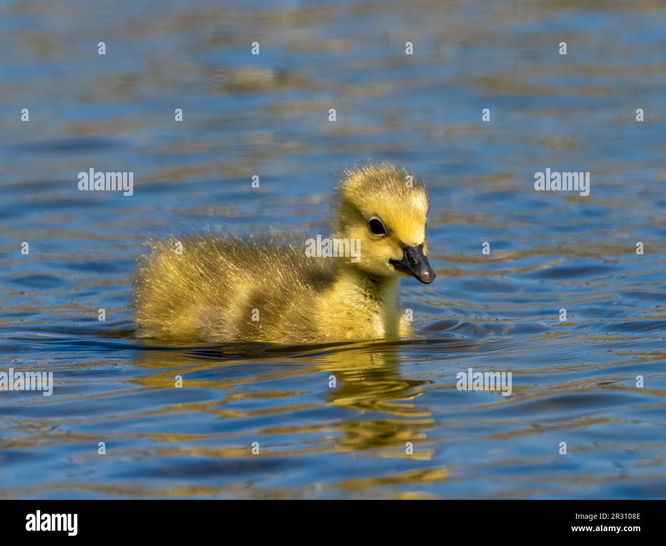 A solitary of Canada Goose gosling, (Branta canadensis), on a lake in Fleetwood, Lancashire, UK Stock Photo