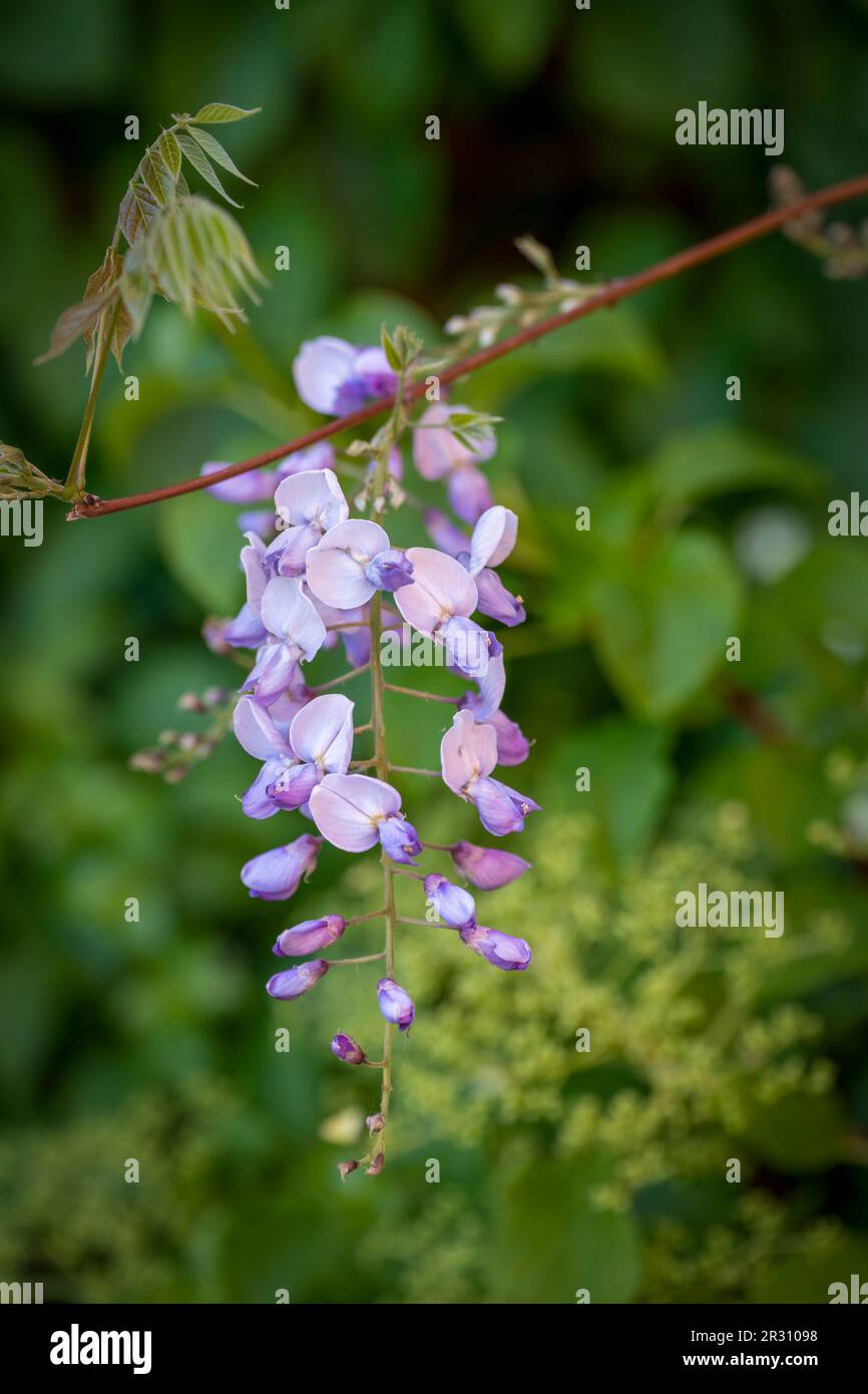 A beautiful lilac coloured Wisteria flower, photographed against a green foliage background Stock Photo