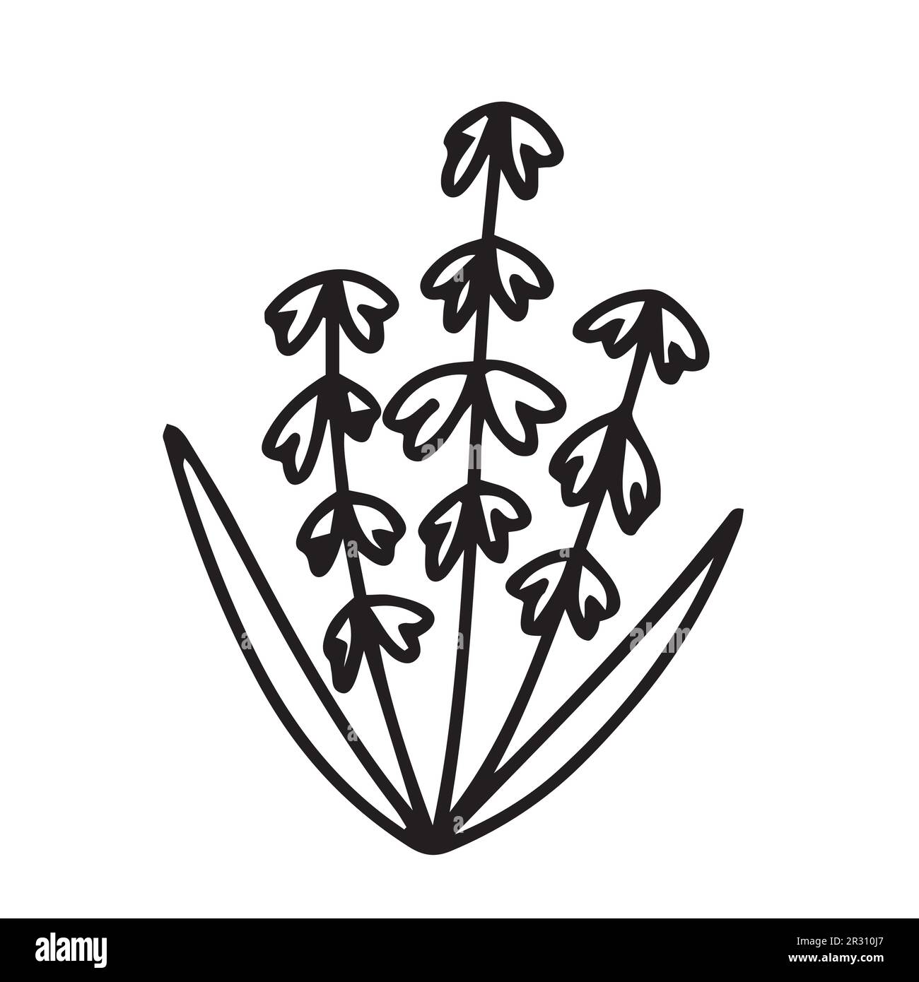 Hand drawn lily of the valley Stock Vector Image & Art Alamy