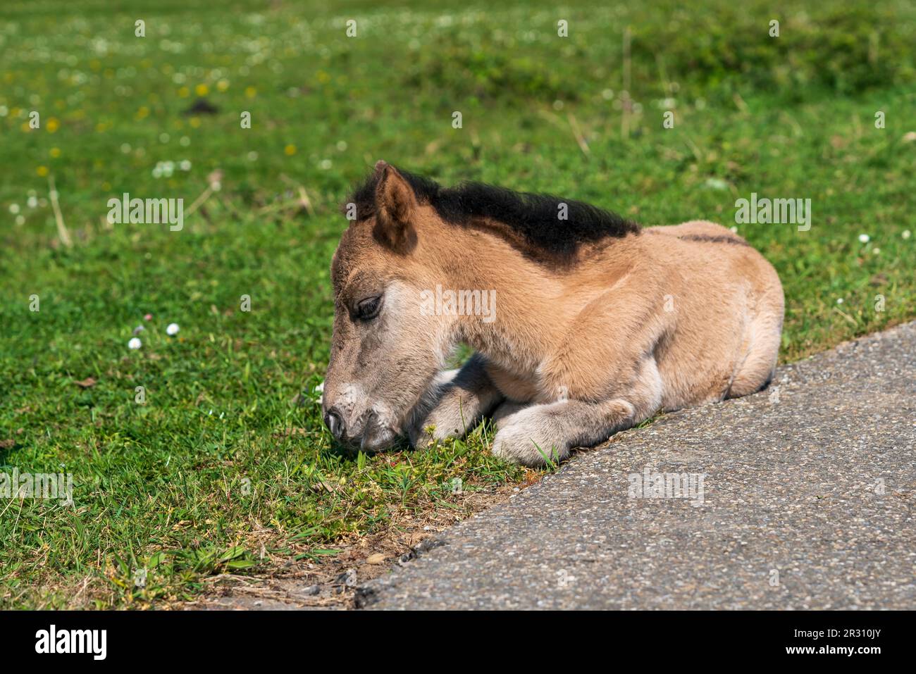 A Heartwarming Sight: A Newborn Konik Pony Sleepy Lying on green Grass in a Dutch National Park Stock Photo