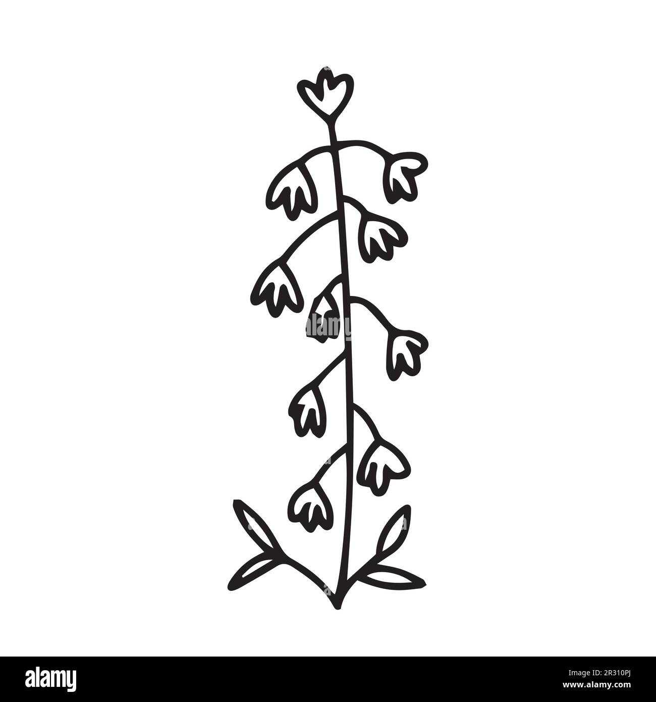 Hand drawn lily of the valley Stock Vector Image & Art - Alamy
