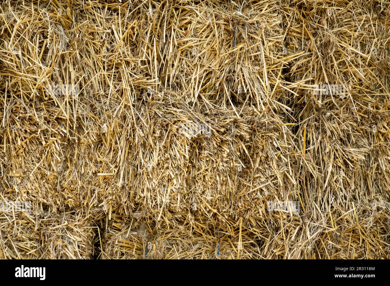 Hay bales of dried grass stacked up, feed for livestock, Netherlands Stock Photo