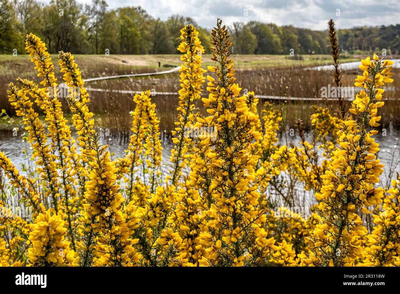 Gorse, Ulex europaeus, with yellow flowers and boardwalk in wetland Zanderij Crailo, Hilversum, Netherlands Stock Photo