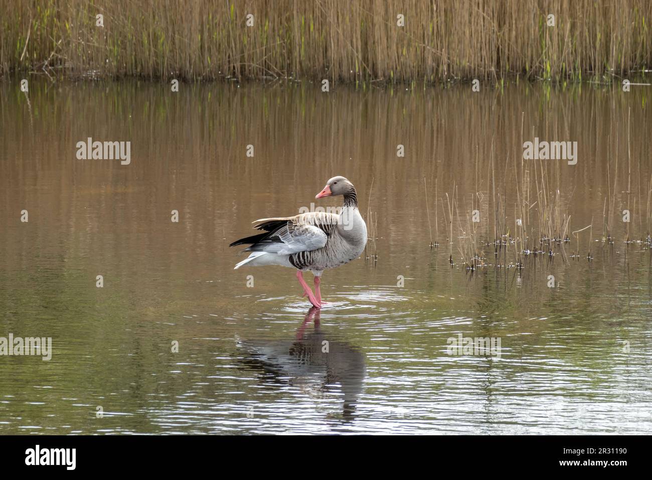 Greylag goose, Anser anser, standing on one leg in shallow water of pond in nature reserve Zanderij Crailo, Hilversum, Netherlands Stock Photo