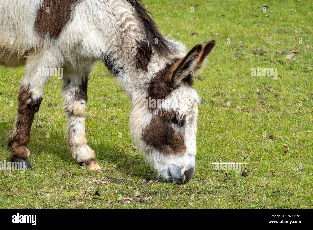 Brown-white male donkey grazing in meadow, Netherlands Stock Photo