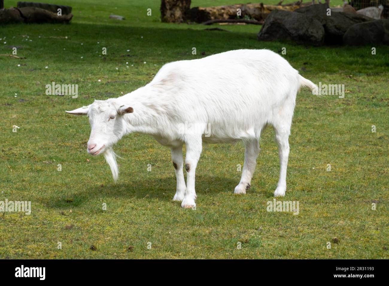 White milk goat or Dutch white goat, Capra aegagrus hircus, portrait of goat standing in meadow, Netherlands Stock Photo