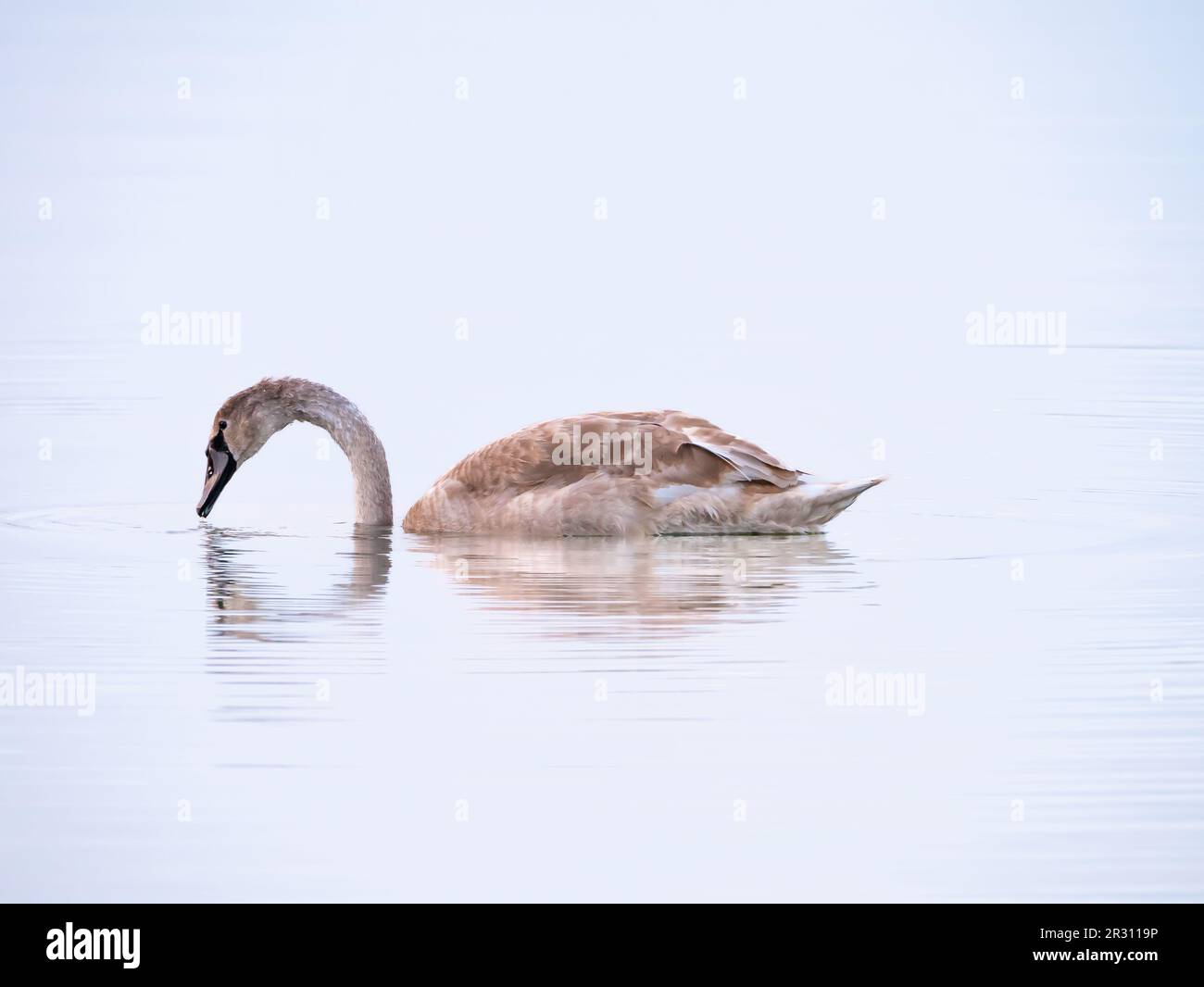 Mute swan, Cygnus olor, young cygnet with grey bill and buff coloured down, swimming and drinking water, Netherlands Stock Photo