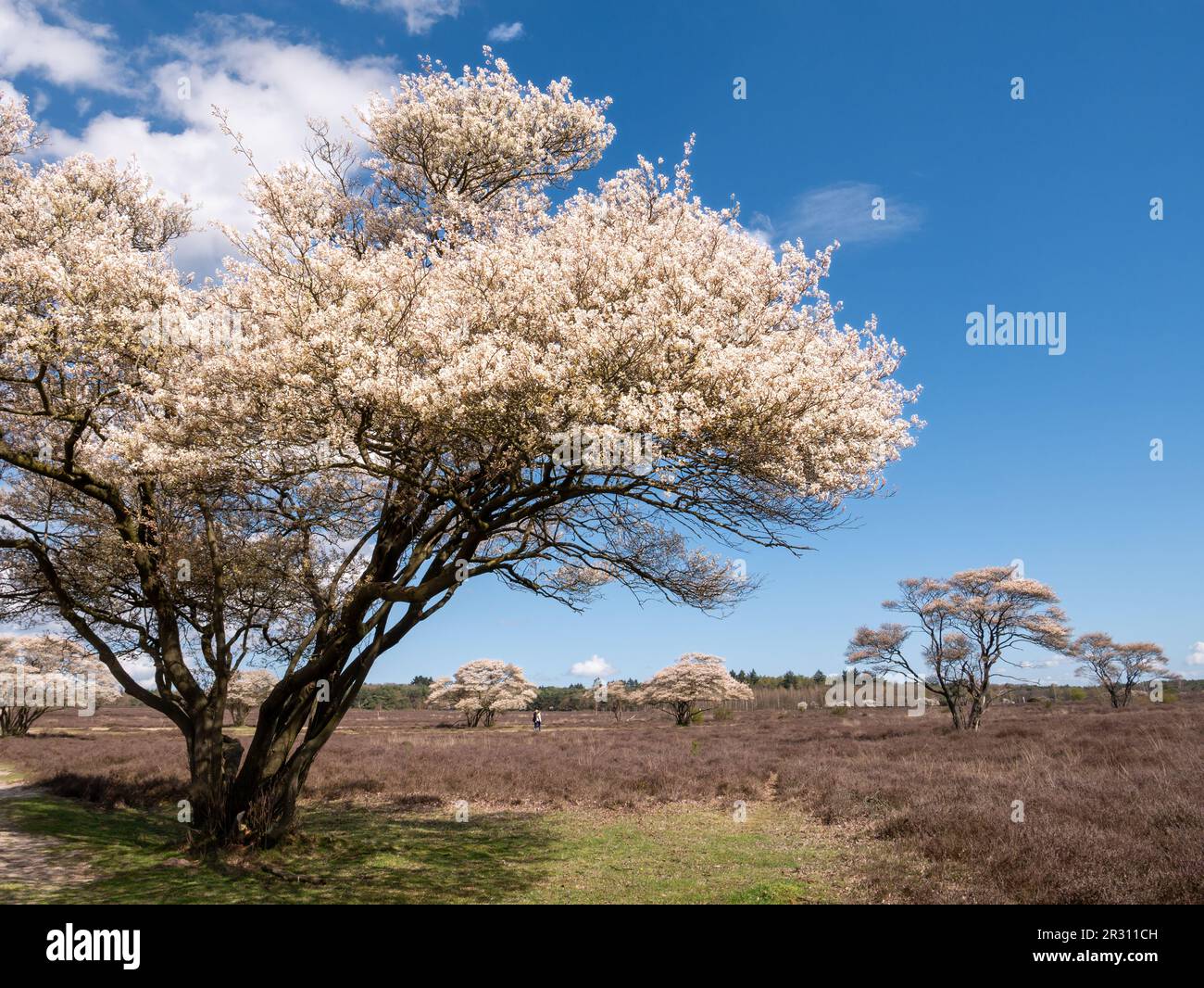 Snowy mespilus or juneberry trees, Amelanchier lamarkii, flowering in nature reserve Zuiderheide, North Holland, Netherlands Stock Photo