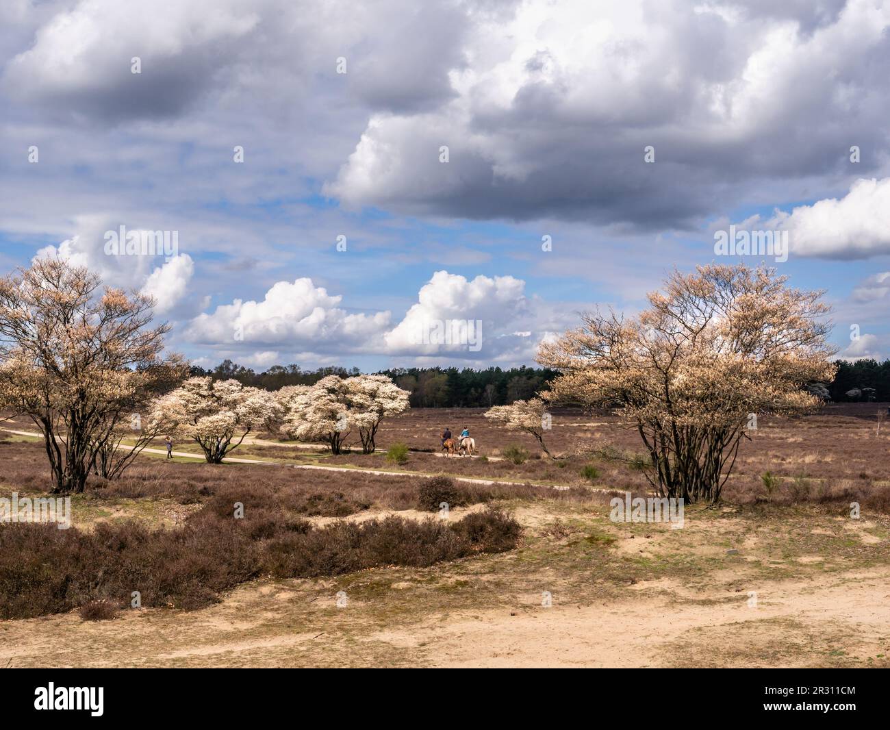 Blooming juneberry trees, Amelanchier lamarkii, and people riding horses in Zuiderheide nature reserve in Het Gooi, North Holland, Netherlands Stock Photo