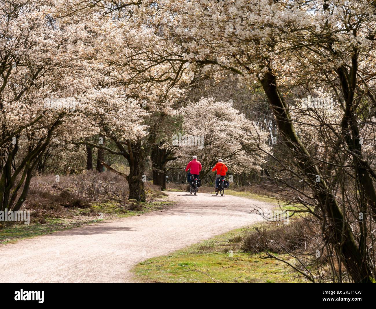 Older couple riding bicycles on cycle path, blooming juneberry trees, Amelanchier lamarkii, in Zuiderheide nature reserve, Het Gooi, Netherlands Stock Photo