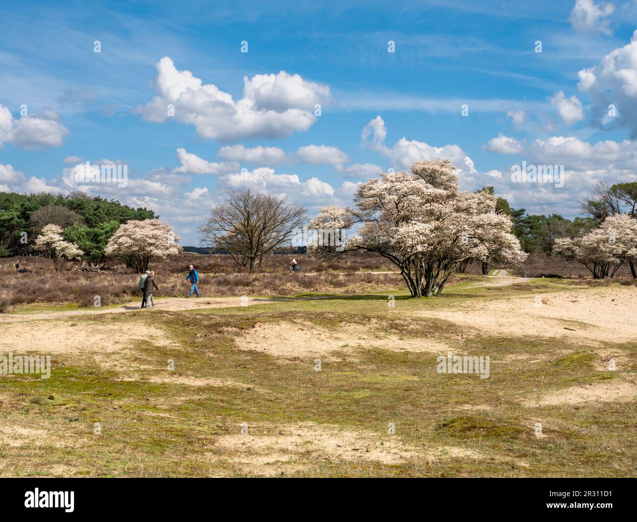People walking and riding bicycles, blooming juneberry trees, Amelanchier lamarkii, in Zuiderheide nature reserve, Het Gooi, Netherlands Stock Photo