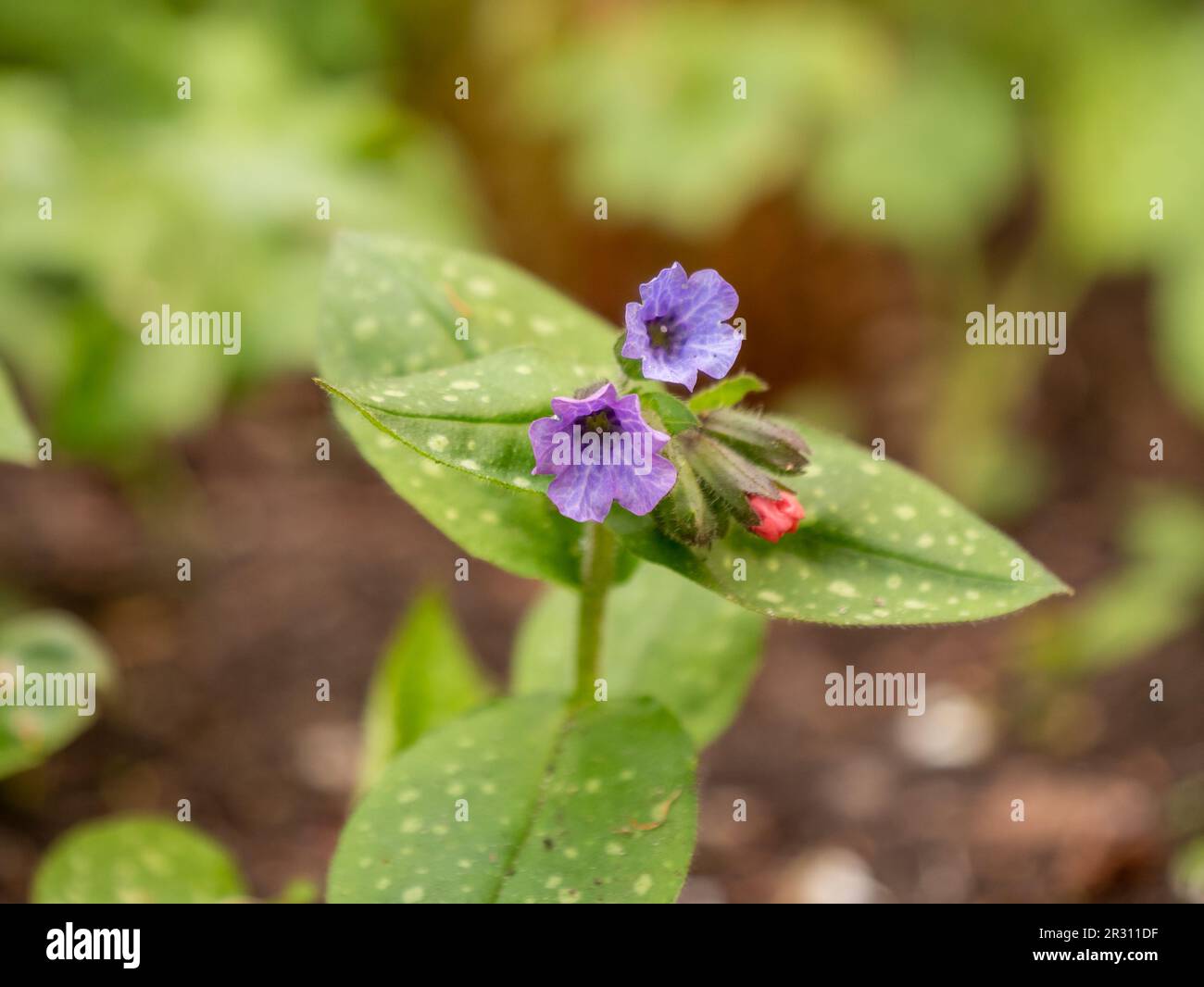Lungwort, Pulmonaria officinalis, blue purple flowers of blooming plant in spring, Netherlands Stock Photo