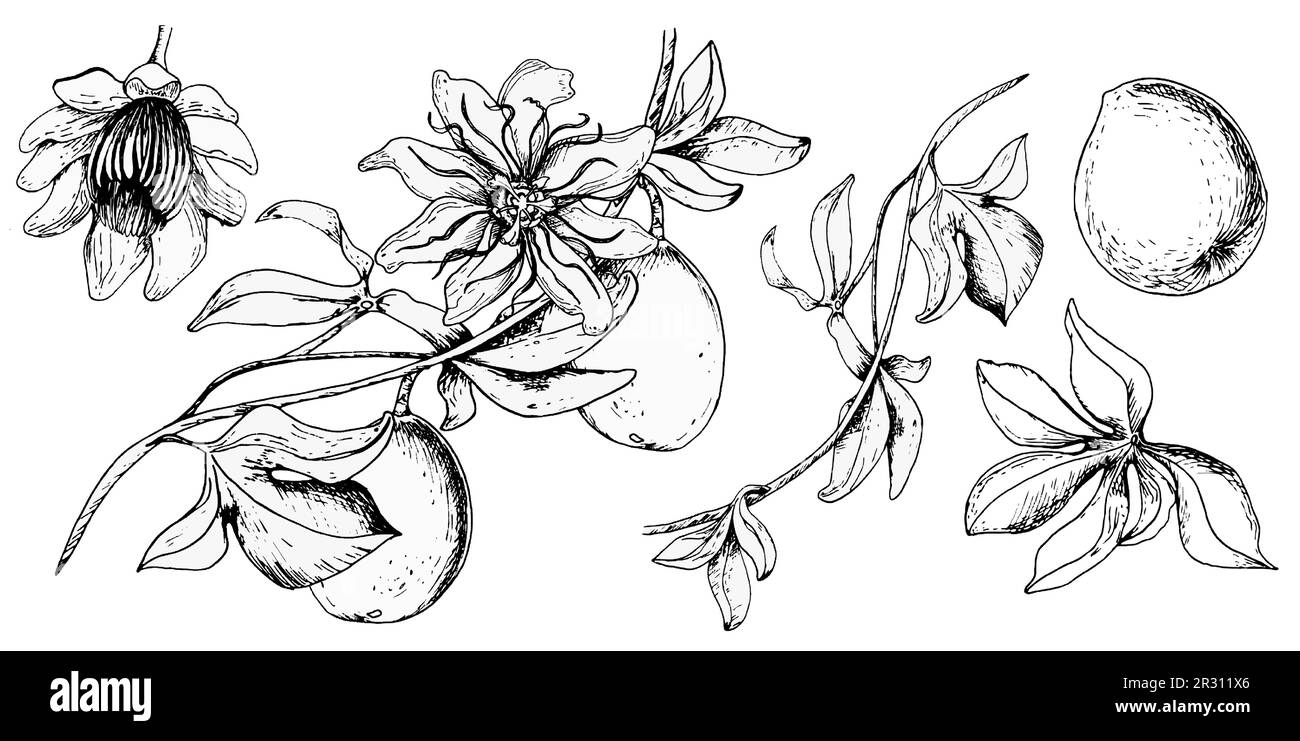 Set of passion flower plant, maracuja illustration isolated on white
