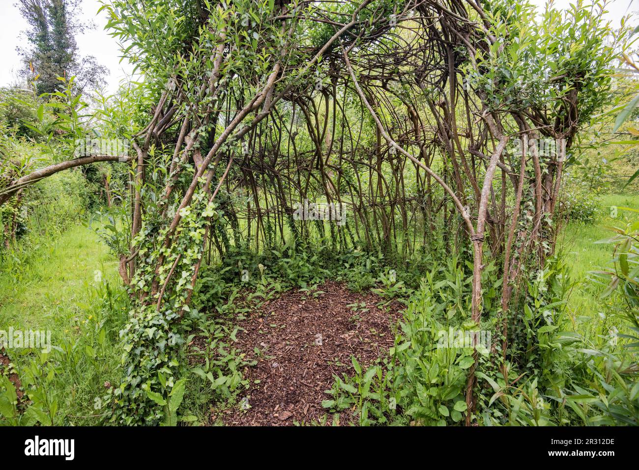 Woven, living willow at Samarès Manor  Vingtaine de Samarès, in the parish of St. Clement in Jersey, Stock Photo