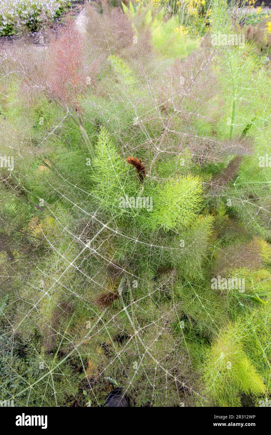 The interesting colours pf Bronze Fennel, Foeniculum vulgare 'Purpureum