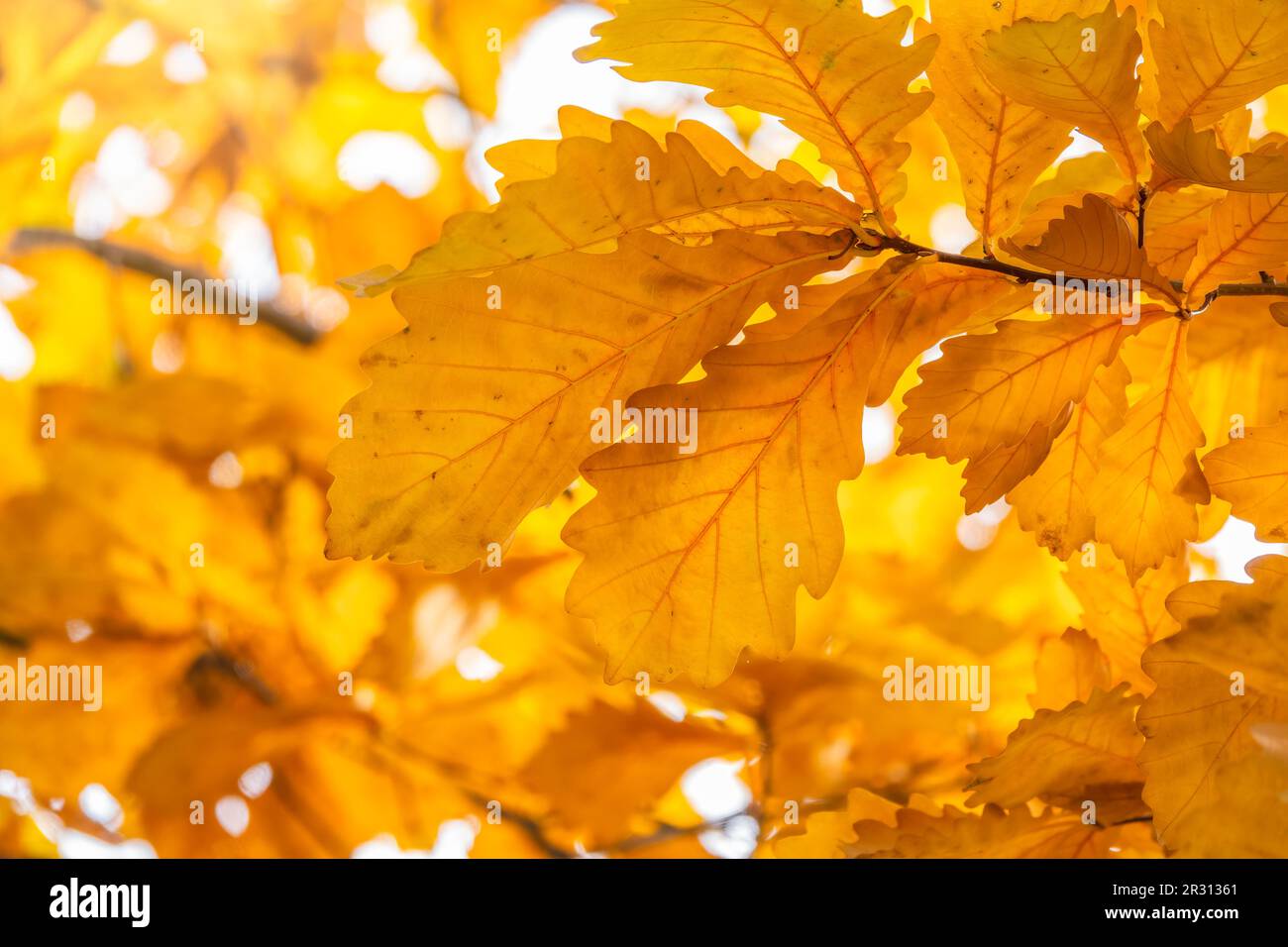 Autumn yellow leaves of oak tree in autumn park. Fall background with ...