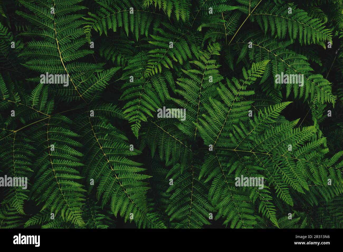 Western brackenfern, common bracken fern plant as abstract nature background (lat. Pteridium aquilinum) Stock Photo