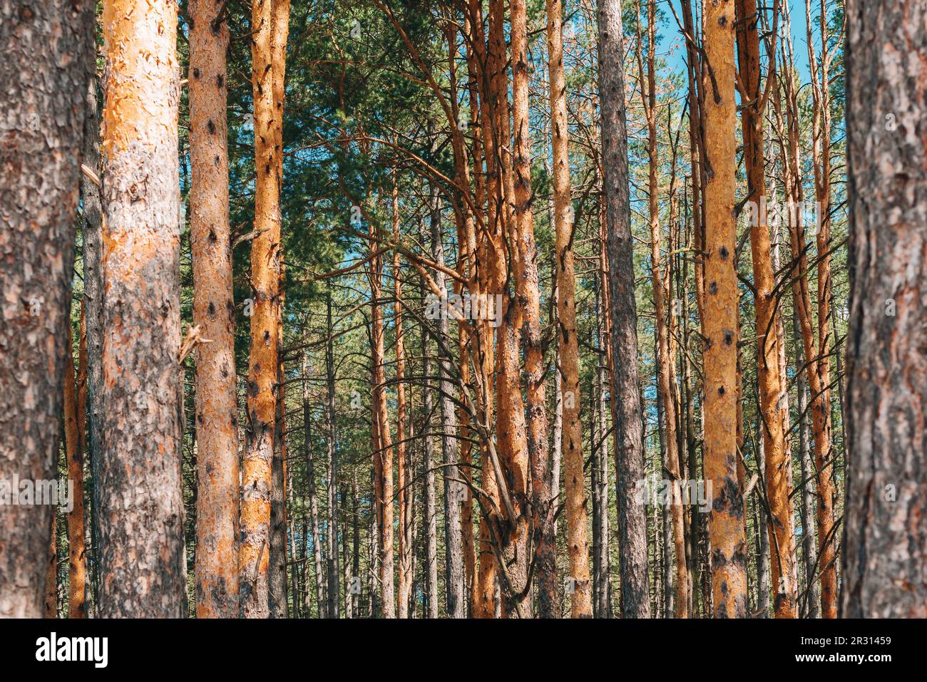 Tall pine (Pinus Silvestris variegata Zlatiborica) trees on Zlatibor as natural background Stock Photo