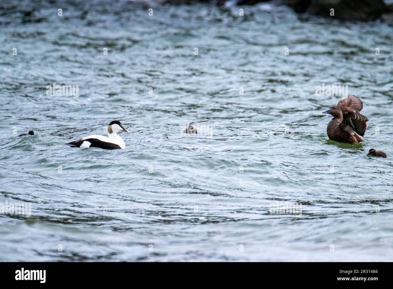 Common Eiders family training their ducklings on the Atlantic Ocean. Stock Photo