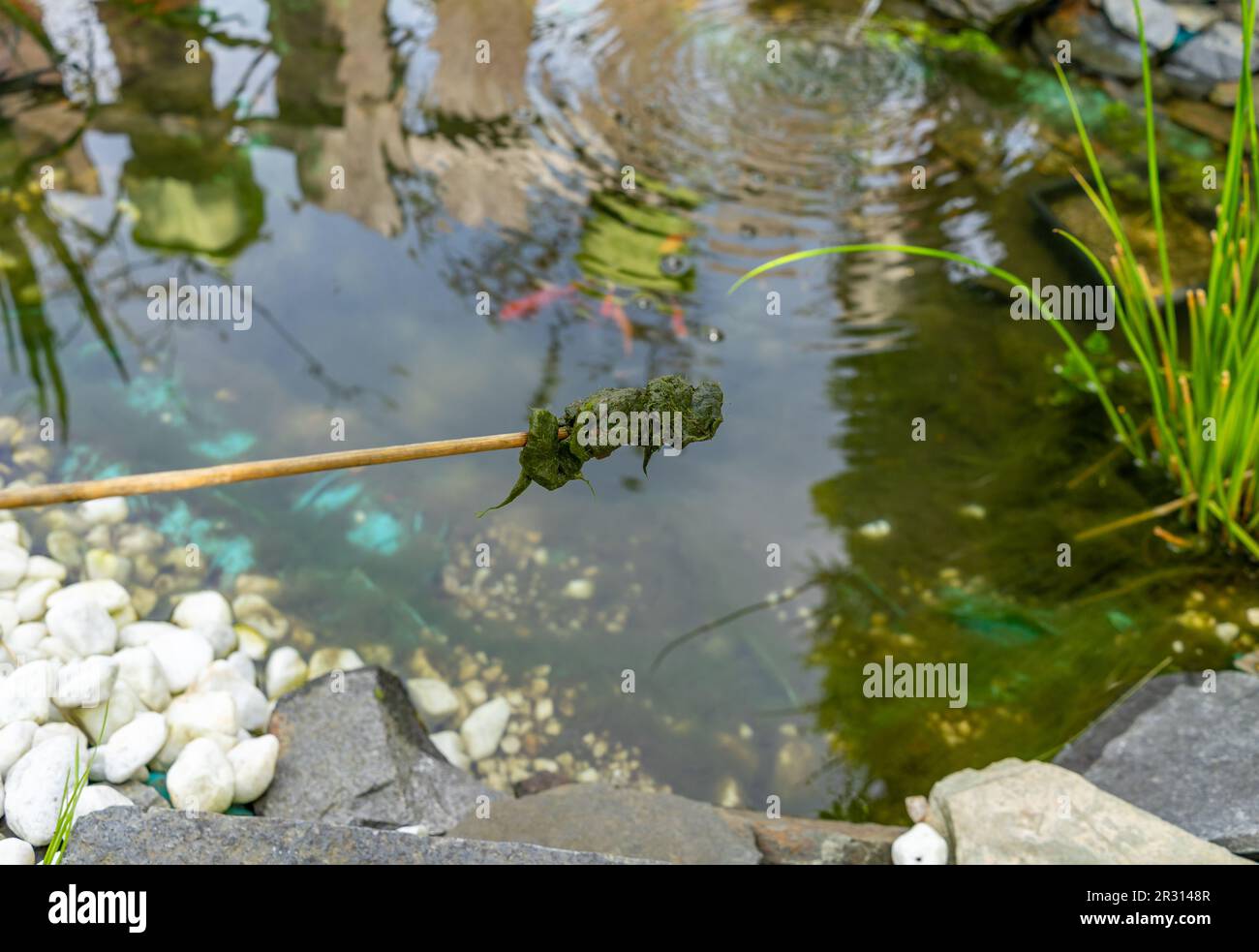 Green Thread algae plague in the garden pond Stock Photo Alamy