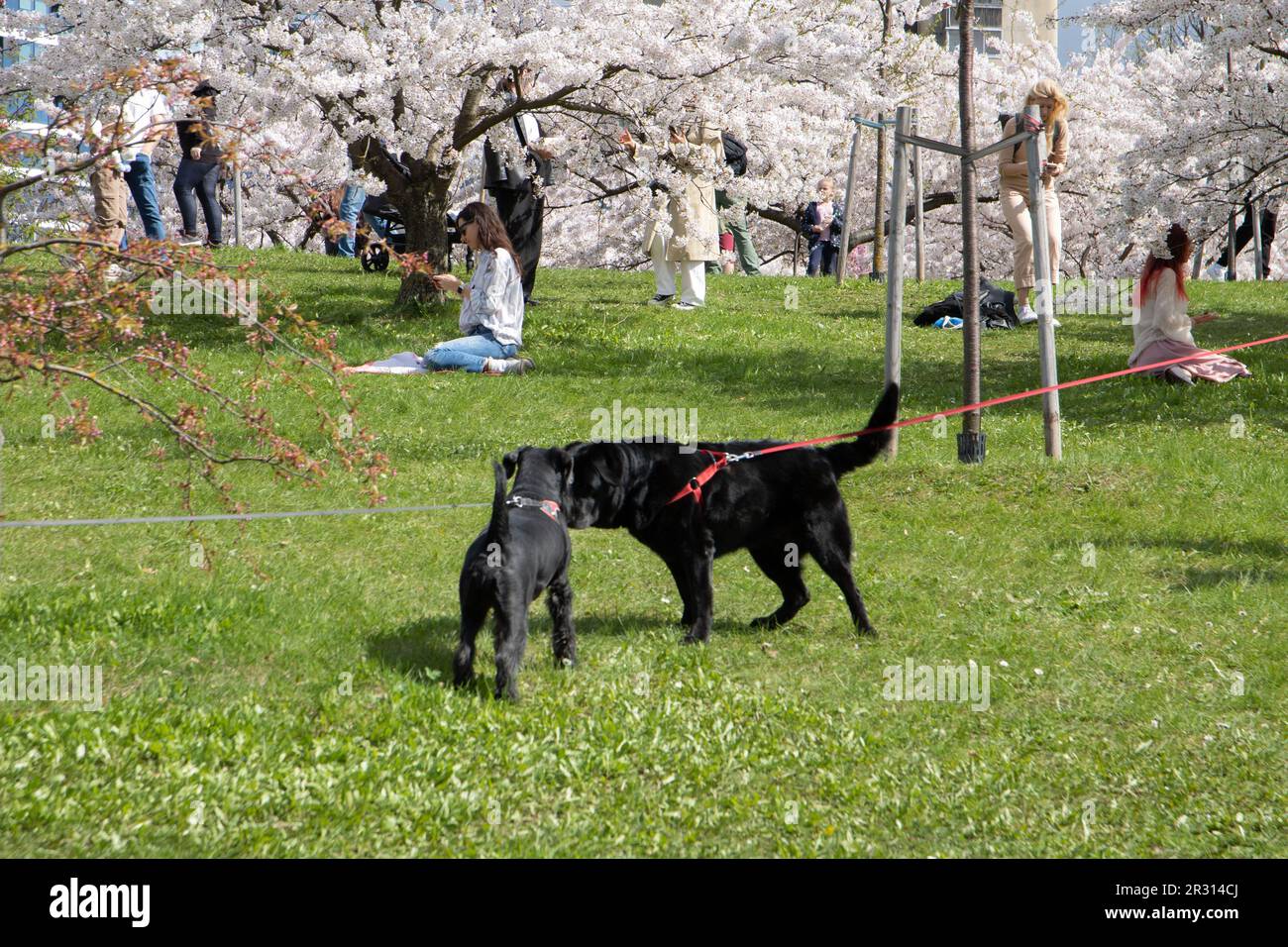 photo of two dogs on leashes in a crowded park Stock Photo