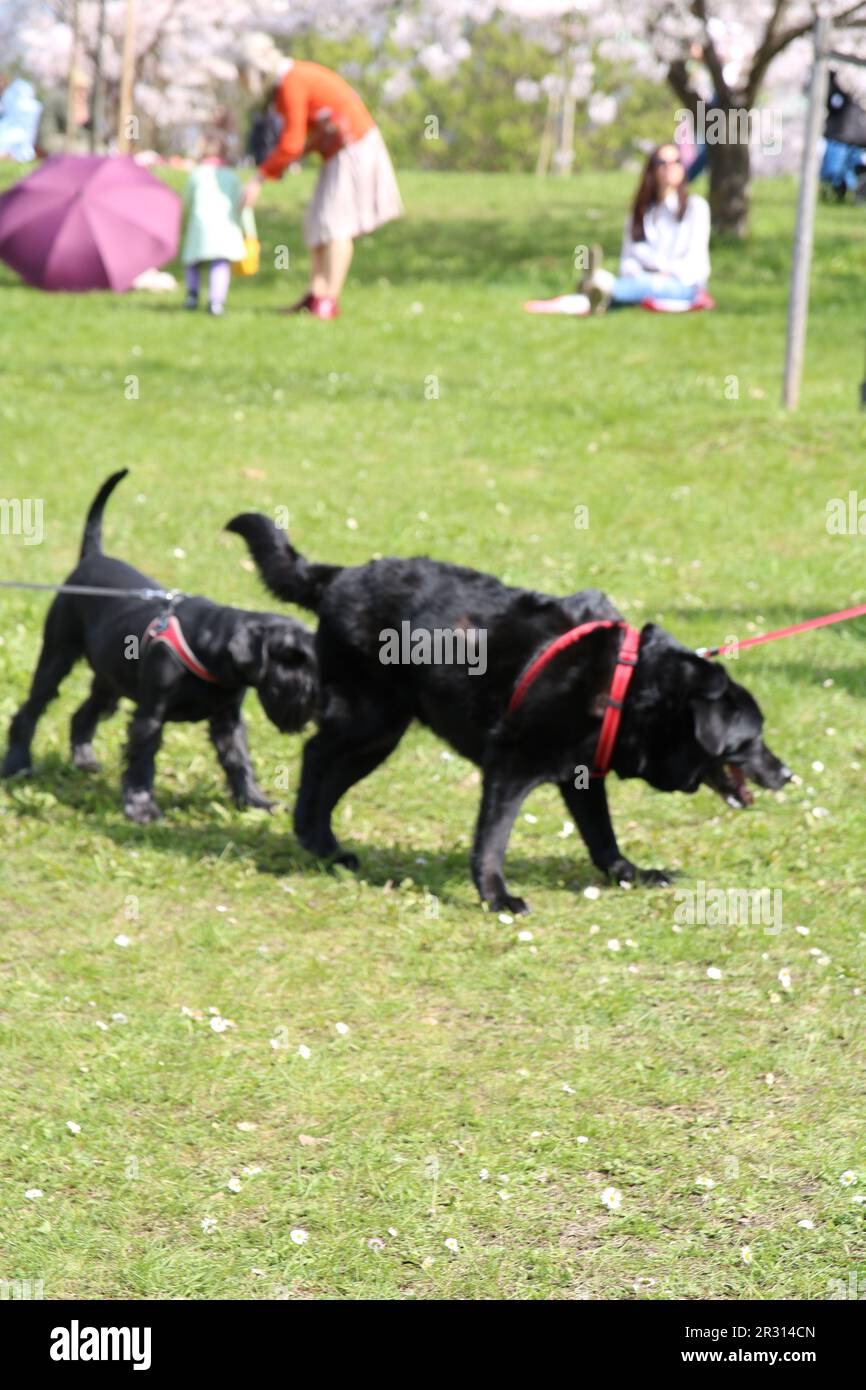 Photo of two purebred dogs on a leash on a walk Stock Photo