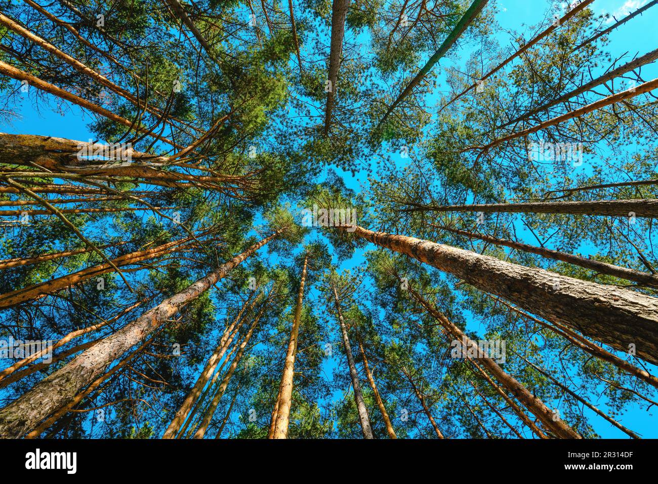 Low angle view of tall pine tree woodland in summer with blue sky above the evergreen treetops. Natural parkland at Zlatibor, Serbia. Stock Photo